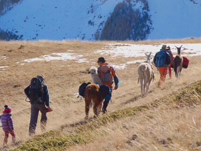 Lama Rando Cervière Famille C